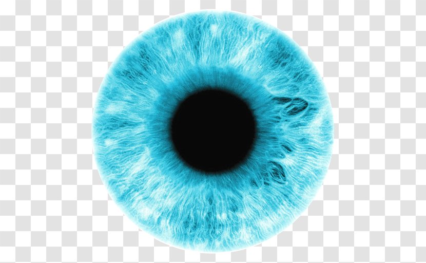 Iris Eye Color Blue - Tree Transparent PNG
