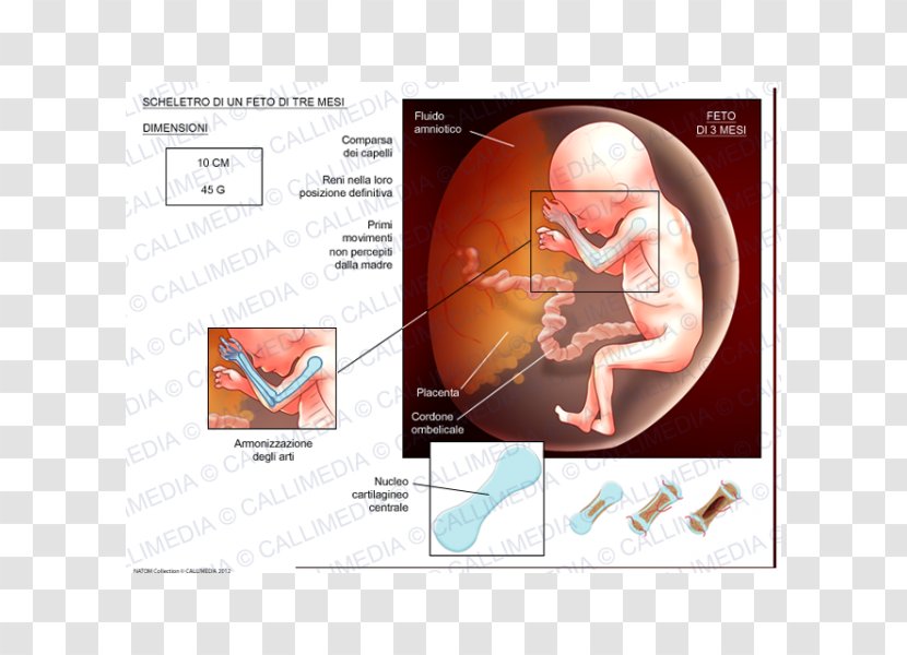 Fetus Human Skeleton Cartilage Prenatal Development - Text Transparent PNG