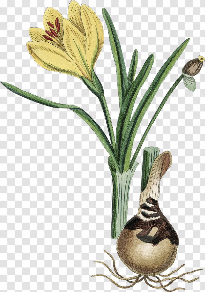 Sternbergia Lutea Flowering Plant Daffodil Bulb Photography Transparent PNG