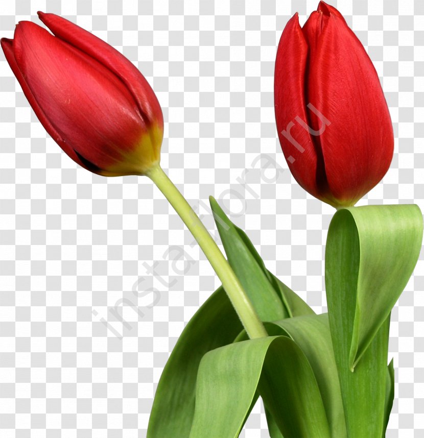 Indira Gandhi Memorial Tulip Garden Flower Clip Art - Petal - Tulips Transparent PNG
