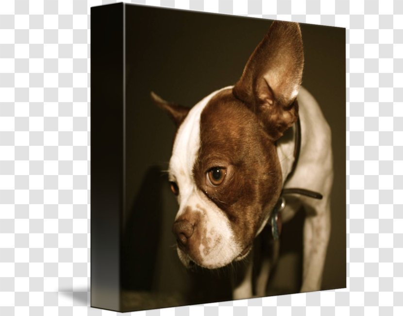 Boston Terrier Dog Breed Non-sporting Group Snout Ear Transparent PNG