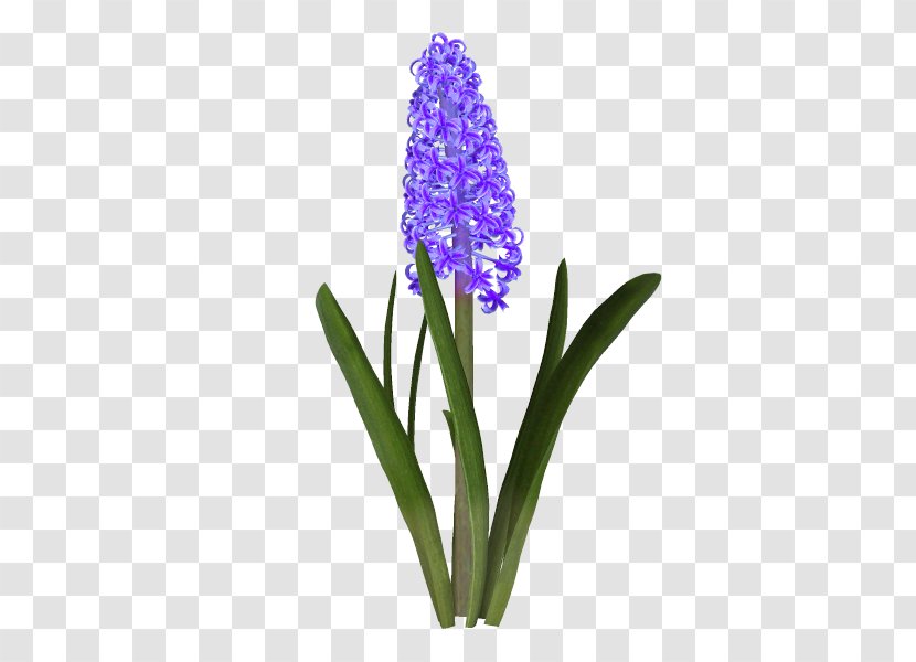 Hyacinth Cut Flowers Microsoft Paint - Purple Transparent PNG