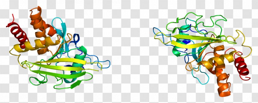 PTPRA Receptor Tyrosine Phosphatase Protein PTPRB - Silhouette - Cartoon Transparent PNG
