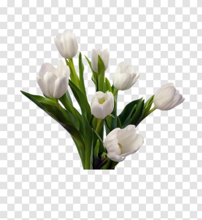 Tulip Flower Bouquet White Cut Flowers - Vase - Floral Elements Transparent PNG