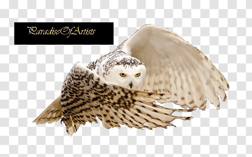 Little Owl Eurasian Eagle-owl - Bird Transparent PNG