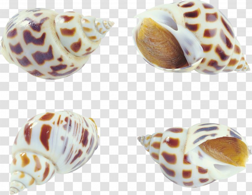 Seafood Clam Oyster Shellfish Bolinus Brandaris - Ingredient - Creative Pattern Collection Conch Transparent PNG