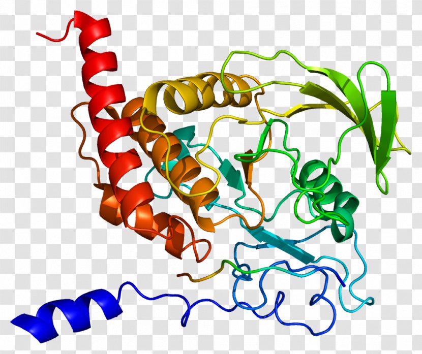 PTPN6 Protein Tyrosine Phosphatase SH2 Domain PTPN11 Kinase Transparent PNG