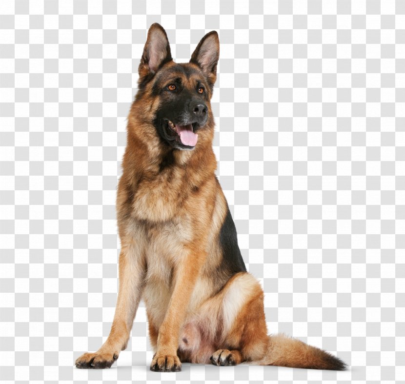 Dog Breed German Shepherd King Old - Tervuren Transparent PNG