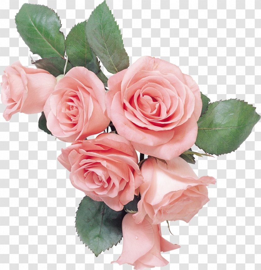 Garden Roses Cut Flowers Still Life: Pink Gift - Rose Transparent PNG