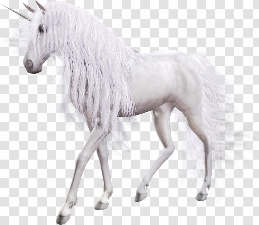 The Black Unicorn Horse Pegasus - Legendary Creature Transparent PNG
