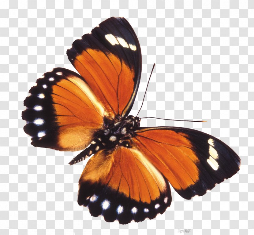 Butterfly Vecteur Insect Transparent PNG