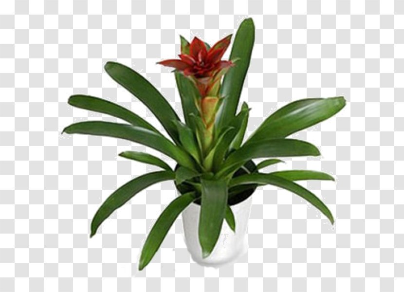 Houseplant Arum Lilies Canary Island Date Palm Spathiphyllum Montanum - Arrosage - Plant Transparent PNG