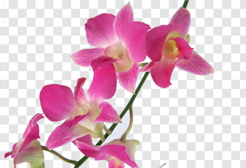 Cooktown Orchid Flower U30c7u30f3u30d5u30a1u30ecu7cfb Orchids U6d0bu30e9u30f3 - Women,Flowers,Fresh Transparent PNG