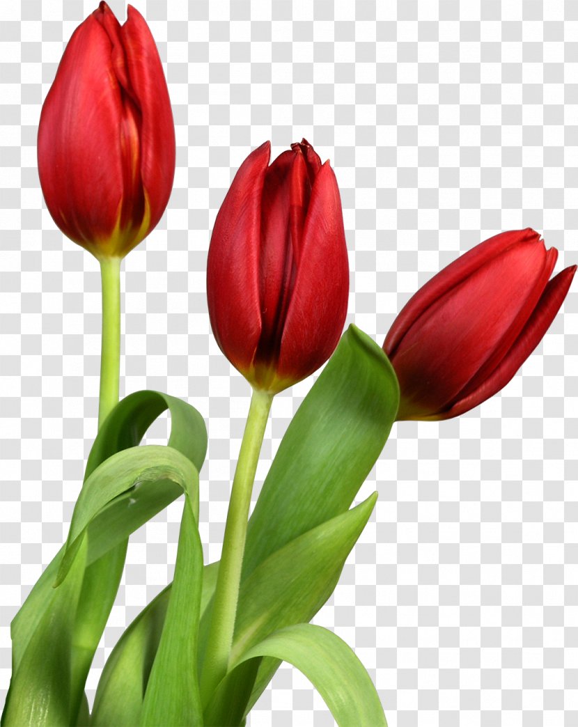 Tulip Flower Clip Art - Seed Plant Transparent PNG