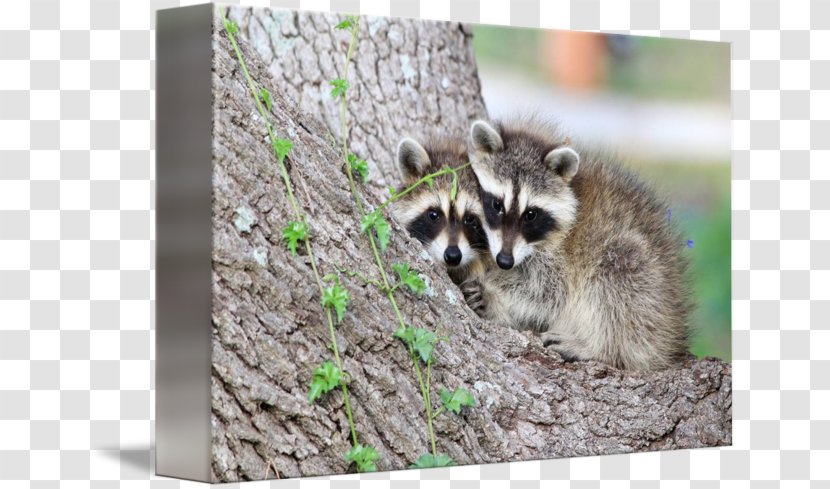 Whiskers Raccoon Snout Fauna Procyon - Baby Transparent PNG
