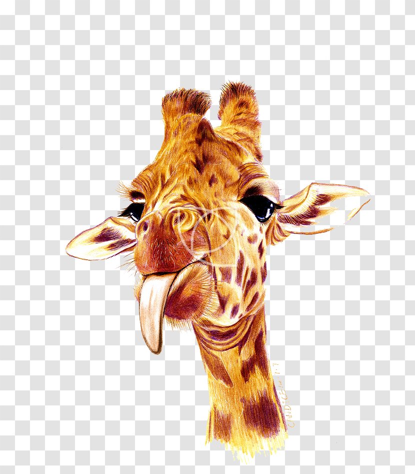Northern Giraffe U76eeu9001 - Snout - Naughty Transparent PNG