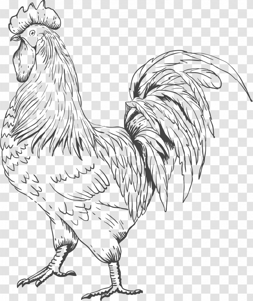 Rooster Chicken Sardinian Donkey Farm - Vertebrate Transparent PNG