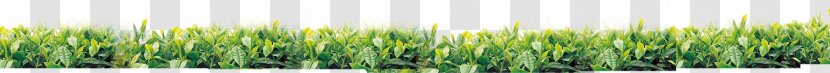 Wheatgrass Green Font - Text - Tea Tree Transparent PNG