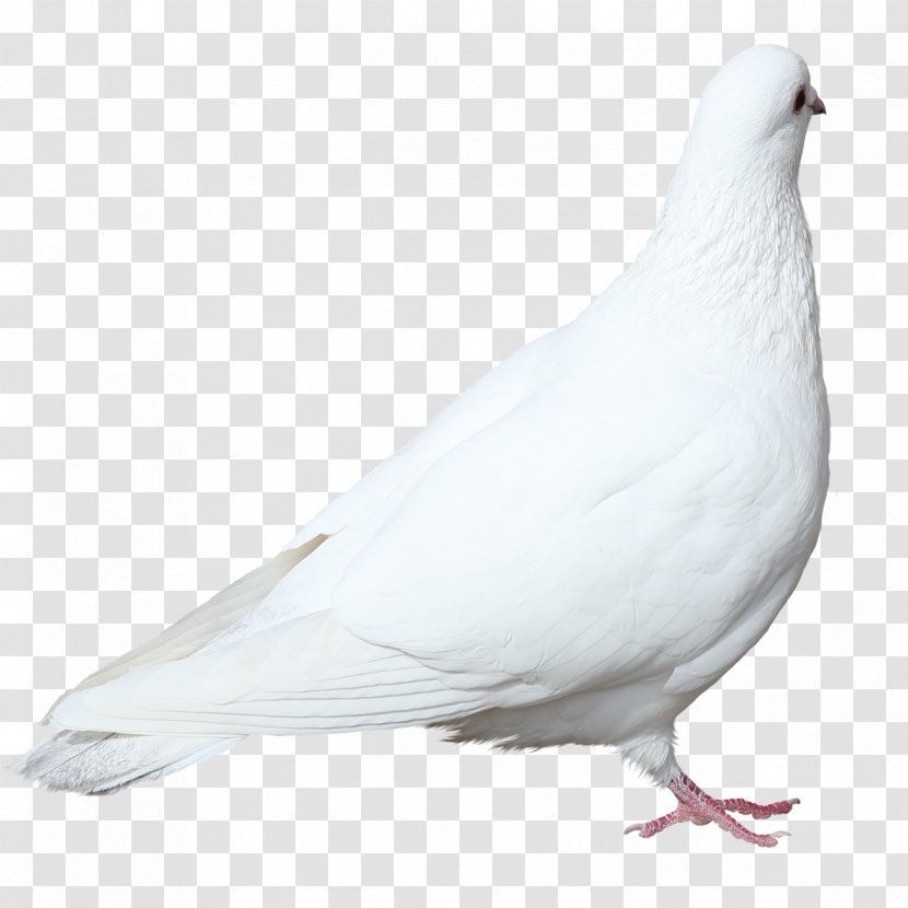 Columbidae Domestic Pigeon Squab 0 Flying/Sporting Pigeons - Rock Dove - Flying Stock Image,White Transparent PNG