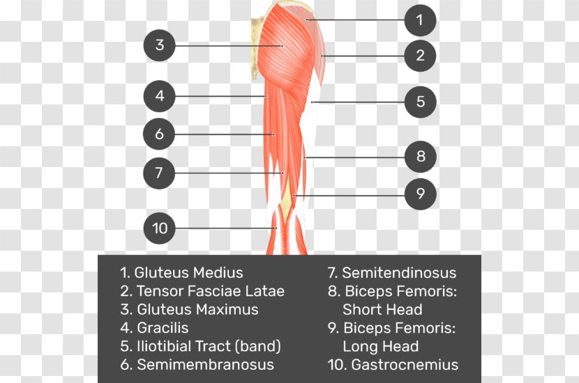 Biceps Femoris Muscle Quadratus Gluteal Muscles Gluteus Medius - Tree - Gracilis Transparent PNG