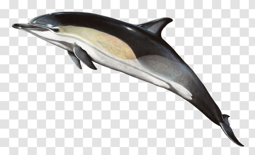Short-beaked Common Dolphin Bottlenose Striped Rough-toothed - Shortbeaked - Lg Transparent PNG