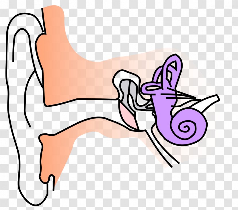 Otitis Externa Ear Anatomy Canal Outer - Heart Transparent PNG