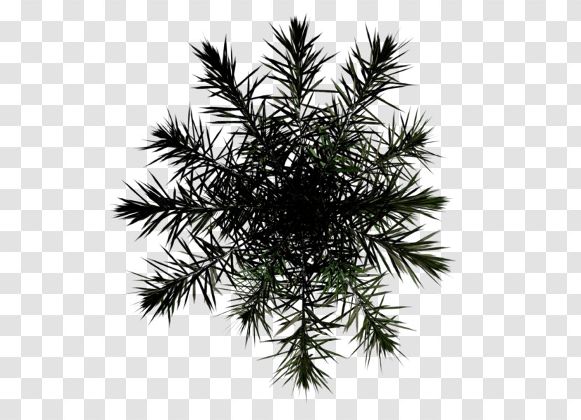 Asian Palmyra Palm Arecaceae Mental Illness Awareness Week Health Month Disorder - Conifer Transparent PNG