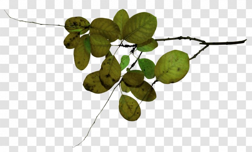 Twig Leaf Fruit - Plant Transparent PNG