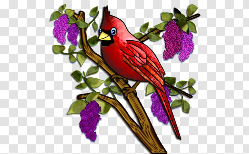 Bird St. Louis Cardinals Drawing Clip Art - St - Lilac Flower Transparent PNG