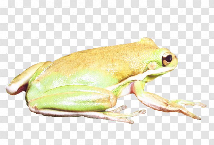 Tree Frog American Bullfrog Terrestrial Animal Toad - Lizard Transparent PNG