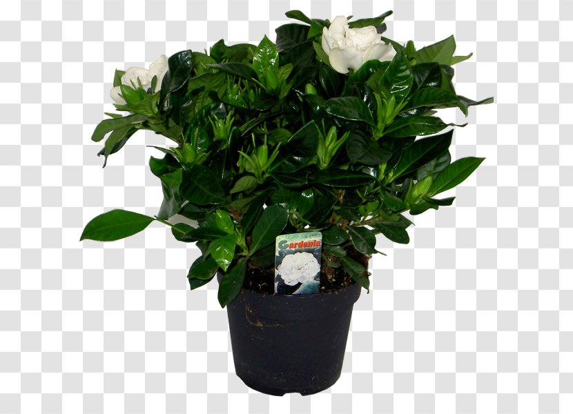 Cape Jasmine Houseplant Garden Flowerpot - Flowering Plant Transparent PNG