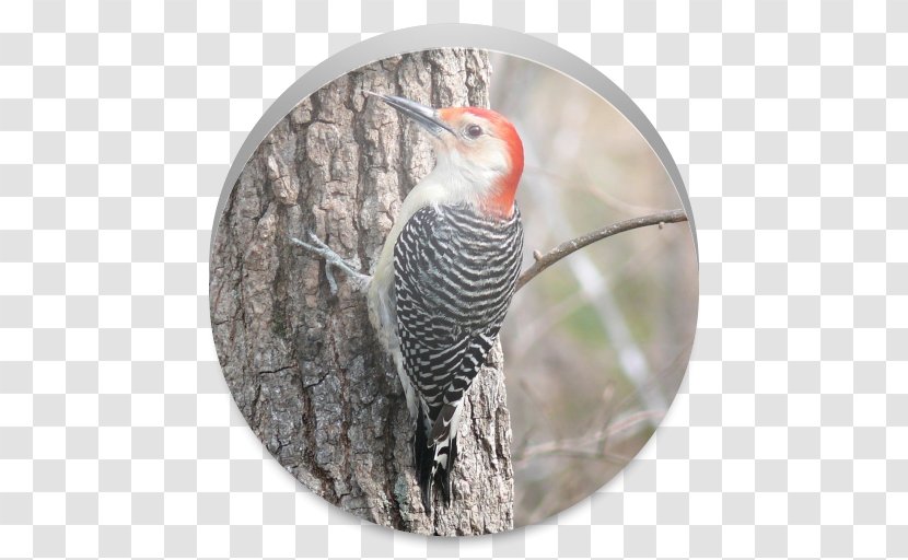 Red-bellied Woodpecker Bird Northern Flicker Piciformes - Downy Transparent PNG