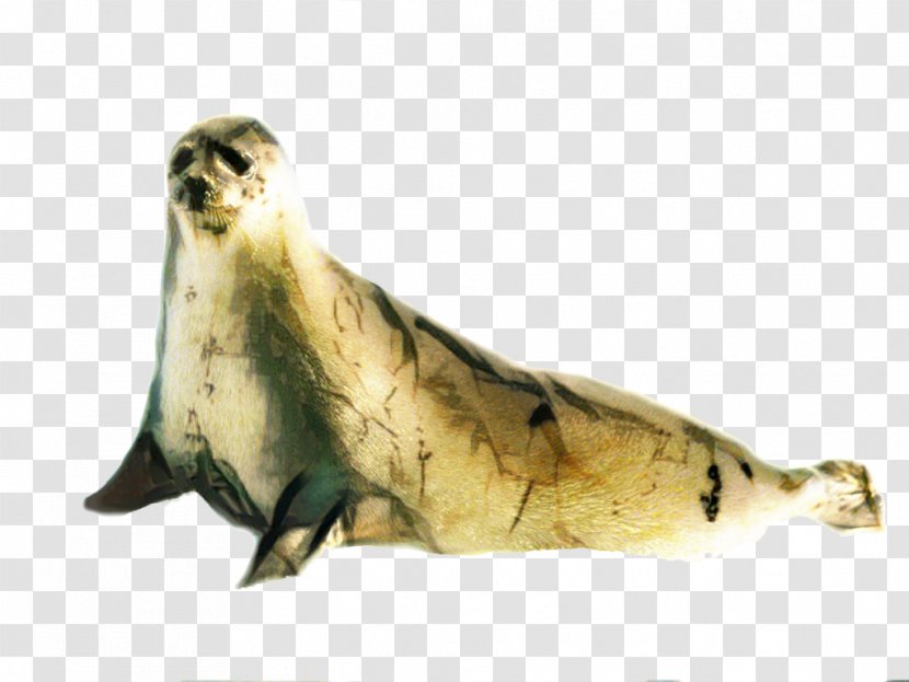 Fur Earless Seal - Wildlife Transparent PNG