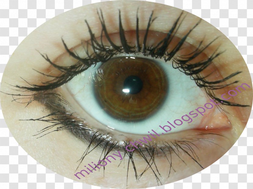 Eyelash Extensions Close-up Health Artificial Hair Integrations - Tree Transparent PNG