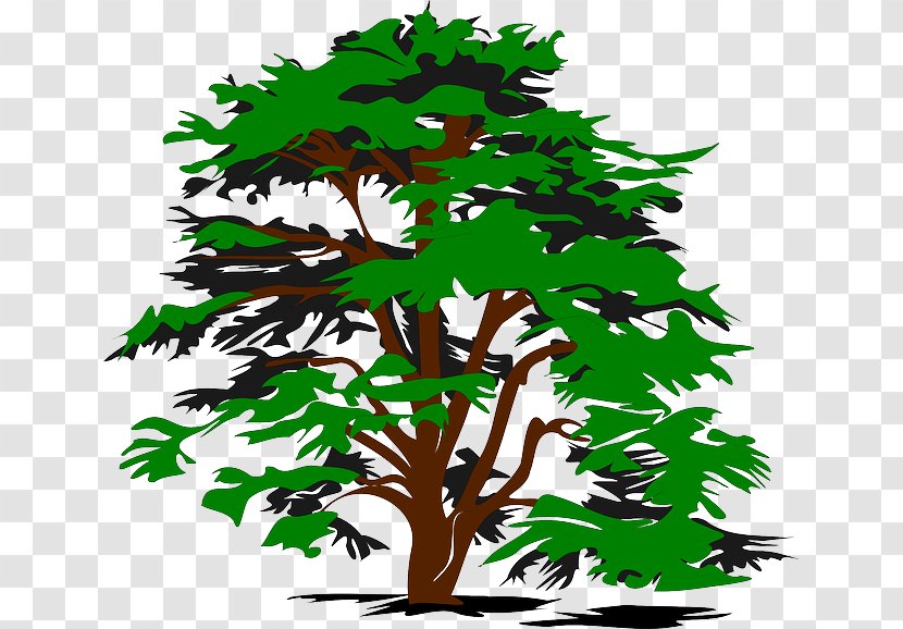 Tree Drawing Clip Art - Nature Color Transparent PNG