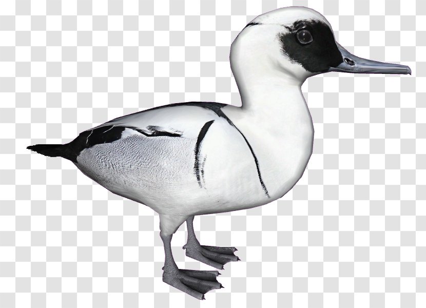 Seaducks Goose Smew Animal - Duck Transparent PNG