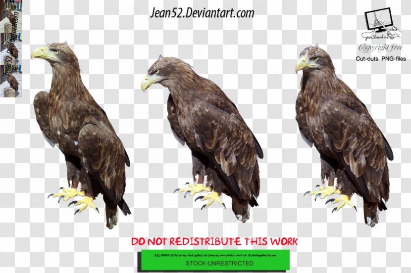 Bald Eagle - Advertising - Painting Transparent PNG