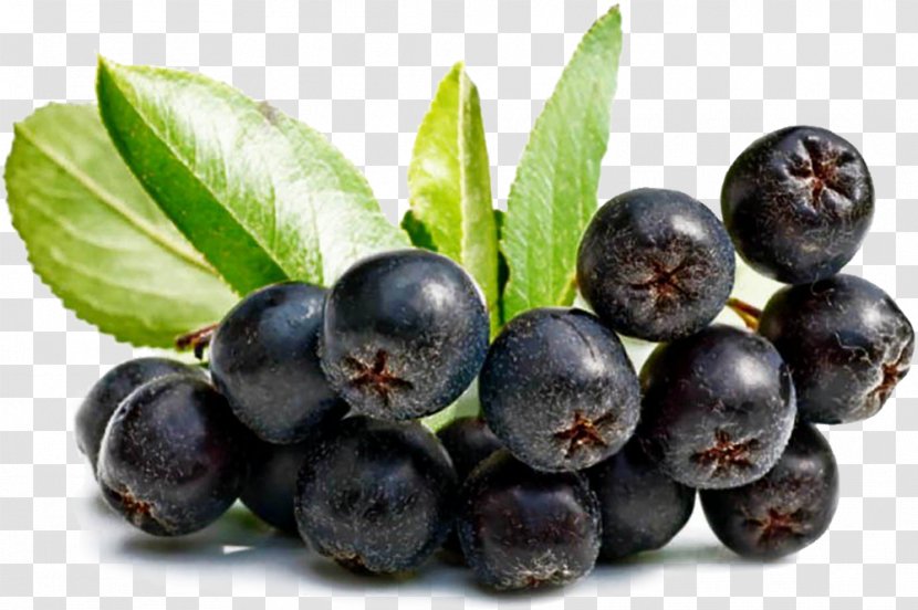 Juice Aronia Melanocarpa Antioxidant Fruit Mountain-ash - Damson - Organic Transparent PNG