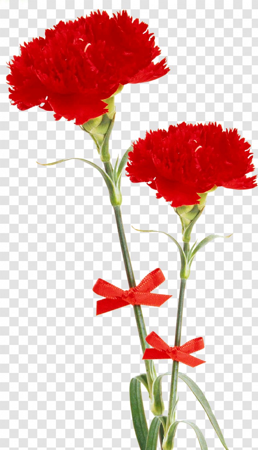 Desktop Wallpaper Flower - Dianthus - Gazania Transparent PNG