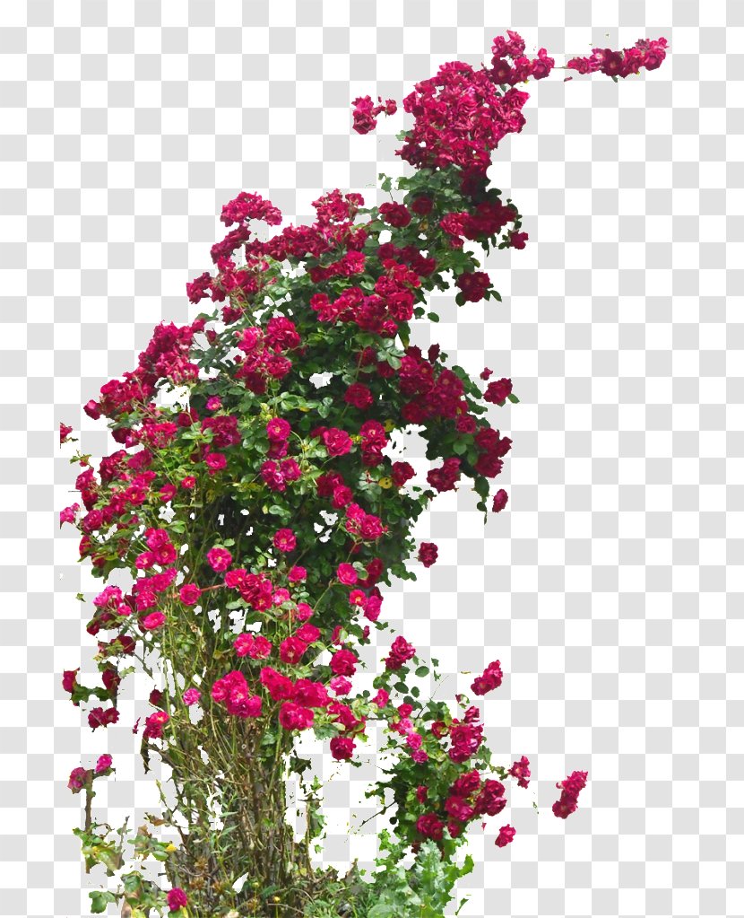 Garden Roses Rambler-Rose Field Rose Damask Hybrid Tea - Climber Plant Transparent PNG