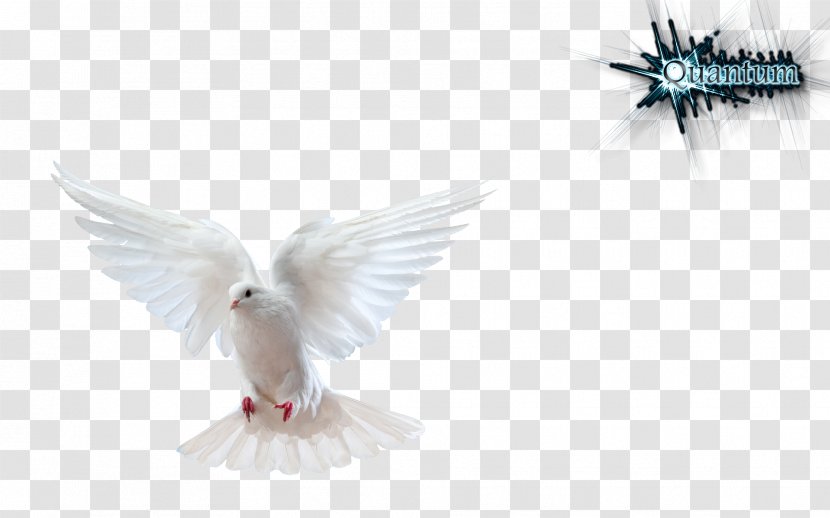 Columbidae Domestic Pigeon Bird Doves As Symbols Stock Photography - DOVE Transparent PNG
