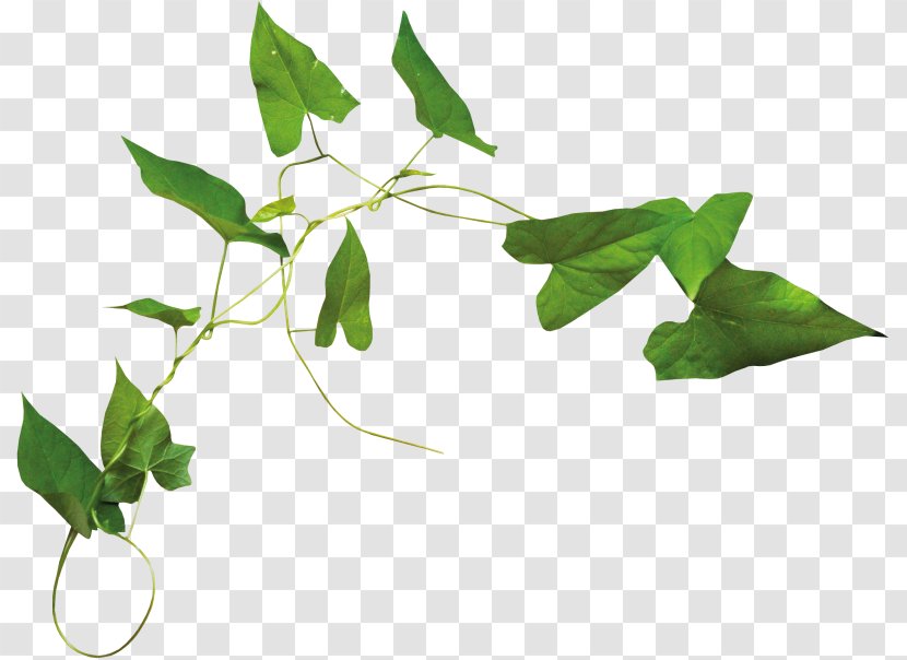 Leaf Clip Art - Twig Transparent PNG