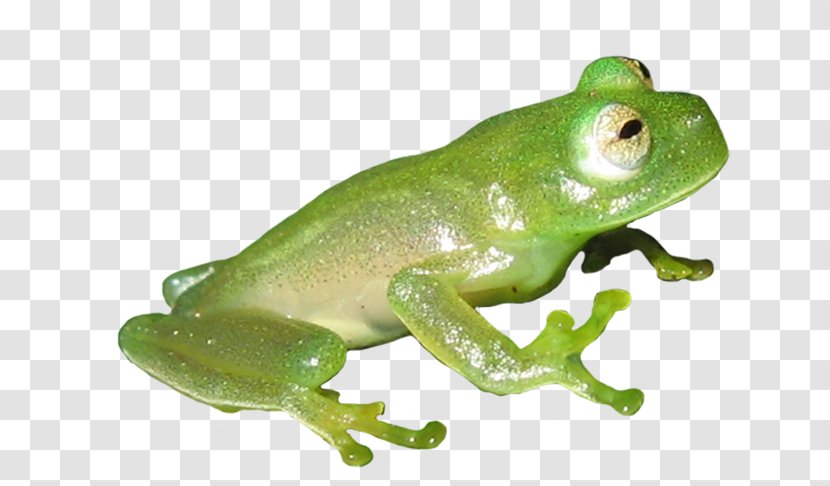 American Bullfrog True Frog Common Edible - Lithobates Clamitans Transparent PNG