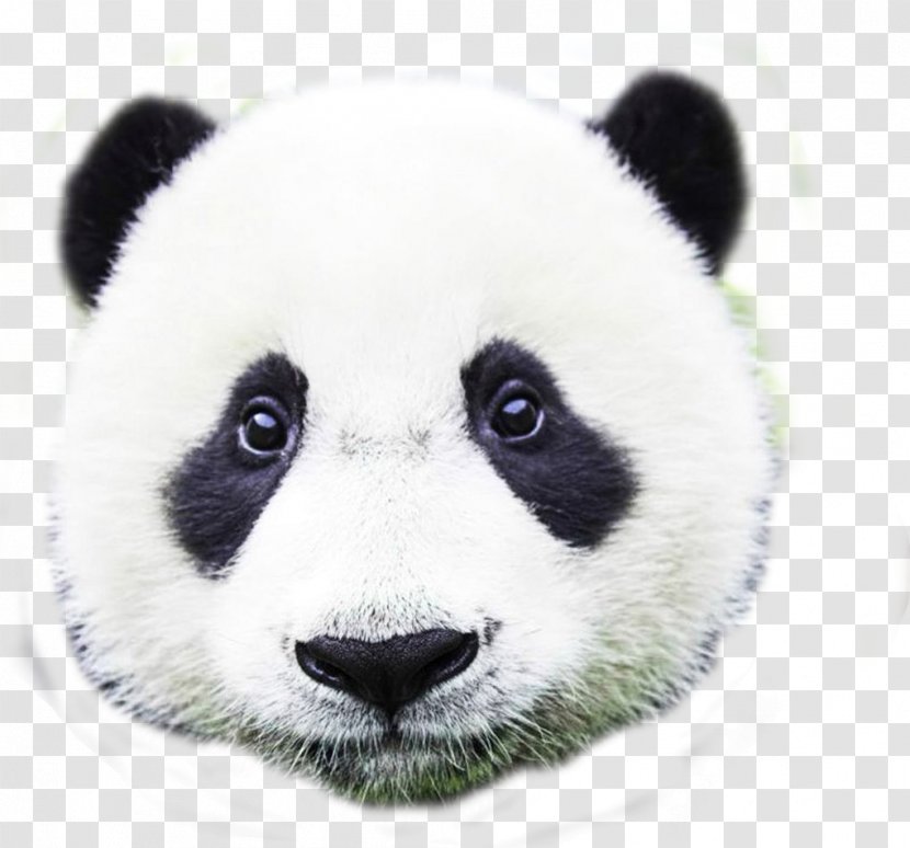 Giant Panda Bear Photography Super Paw Patrol Adventure - Frame - Avril Lavigne Transparent PNG