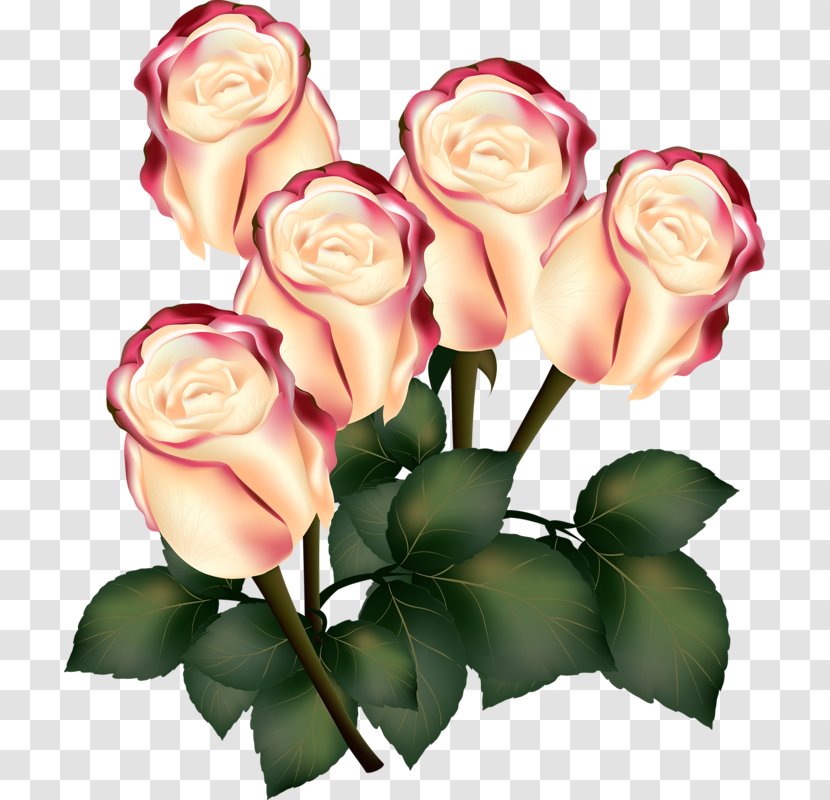 Rose Flower Photography - Plant Stem - Bud Transparent PNG