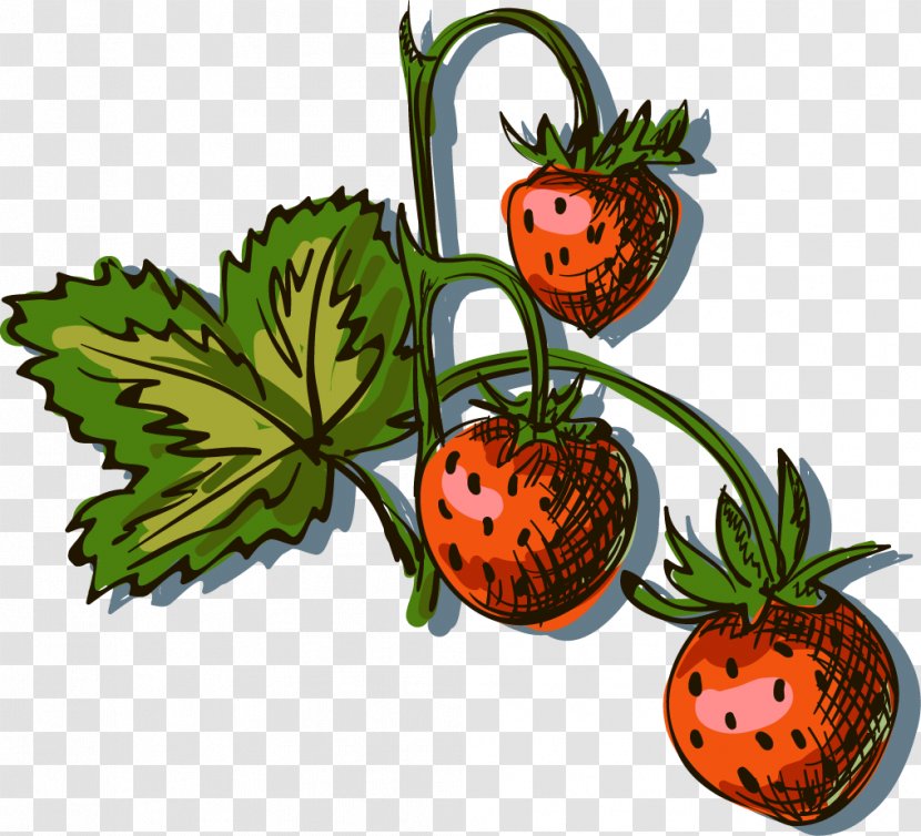 Drawing Aedmaasikas Illustration - Royaltyfree - Vector Hand-painted Strawberry Transparent PNG