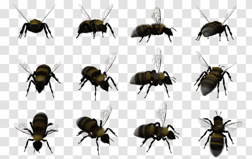 Honey Bee Insect Bumblebee Swarming - Membrane Winged - Bees Transparent PNG