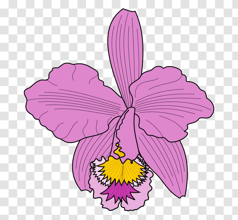 Cattleya Trianae Clip Art - Violet Family - Orchid Vector Transparent PNG