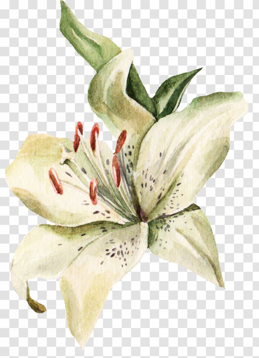 Lilium Visiting Card Flower Blume - Legal Name - Ink Painting The Lily In Full Bloom Transparent PNG