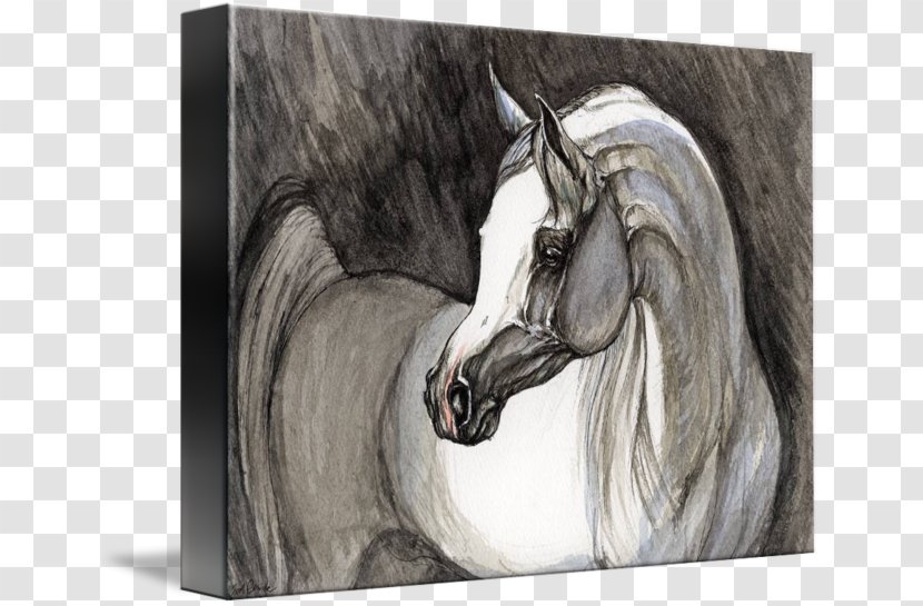 Mustang Mane Stallion Bridle Painting - Drawing - Arabian Horse Transparent PNG